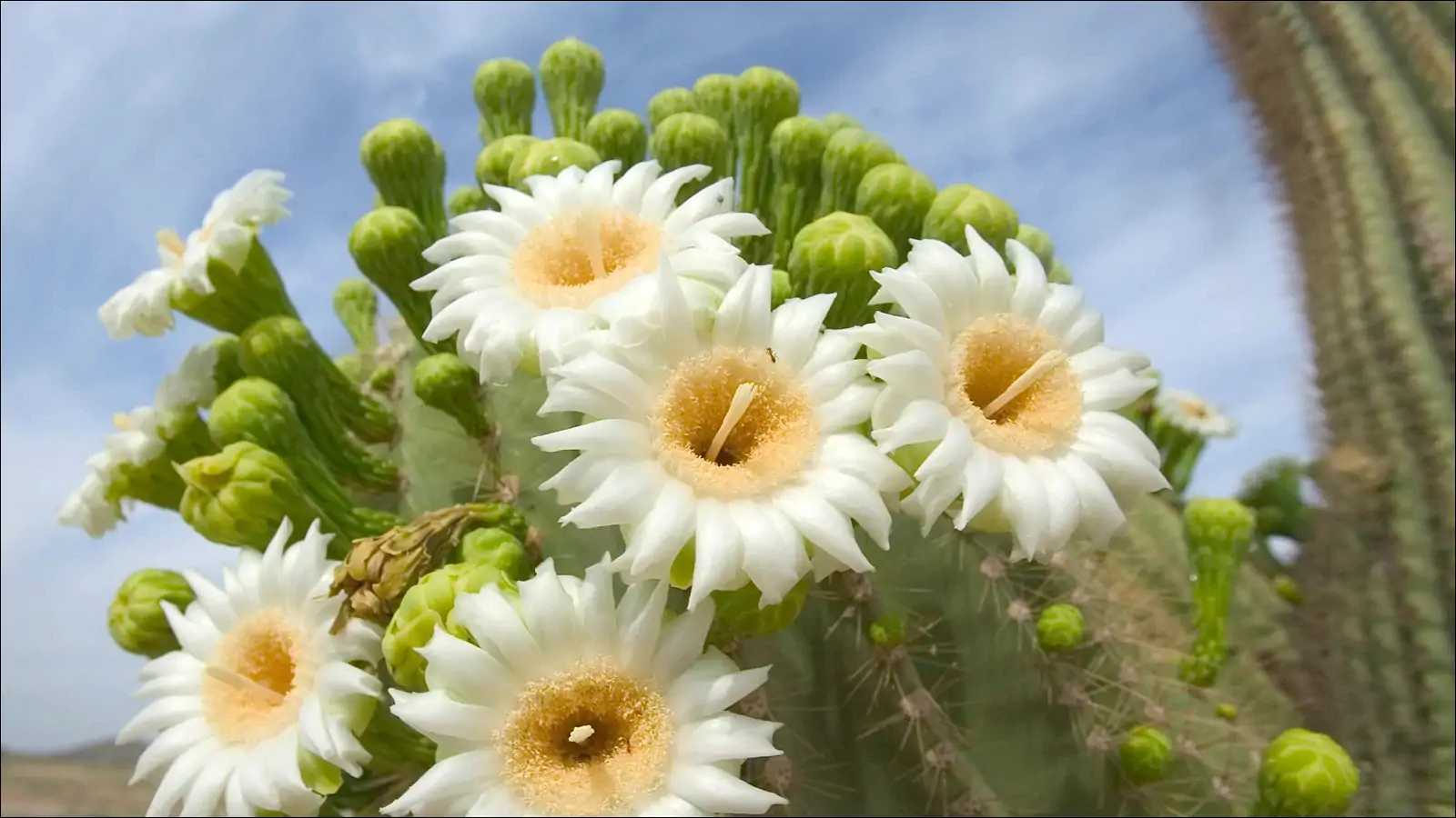 Цветы кактуса сагуара символ штата Аризона