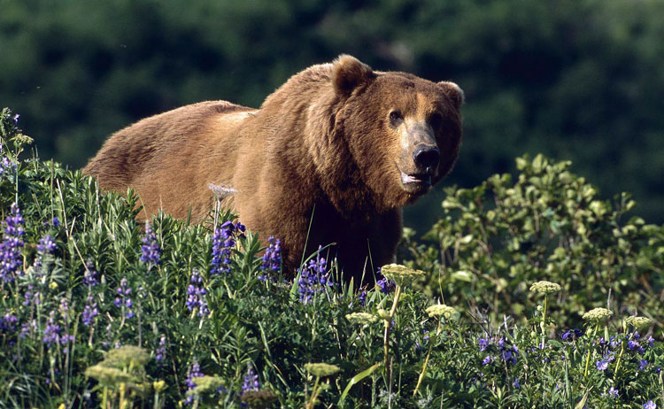 Медведь гризли символ Калифорнии