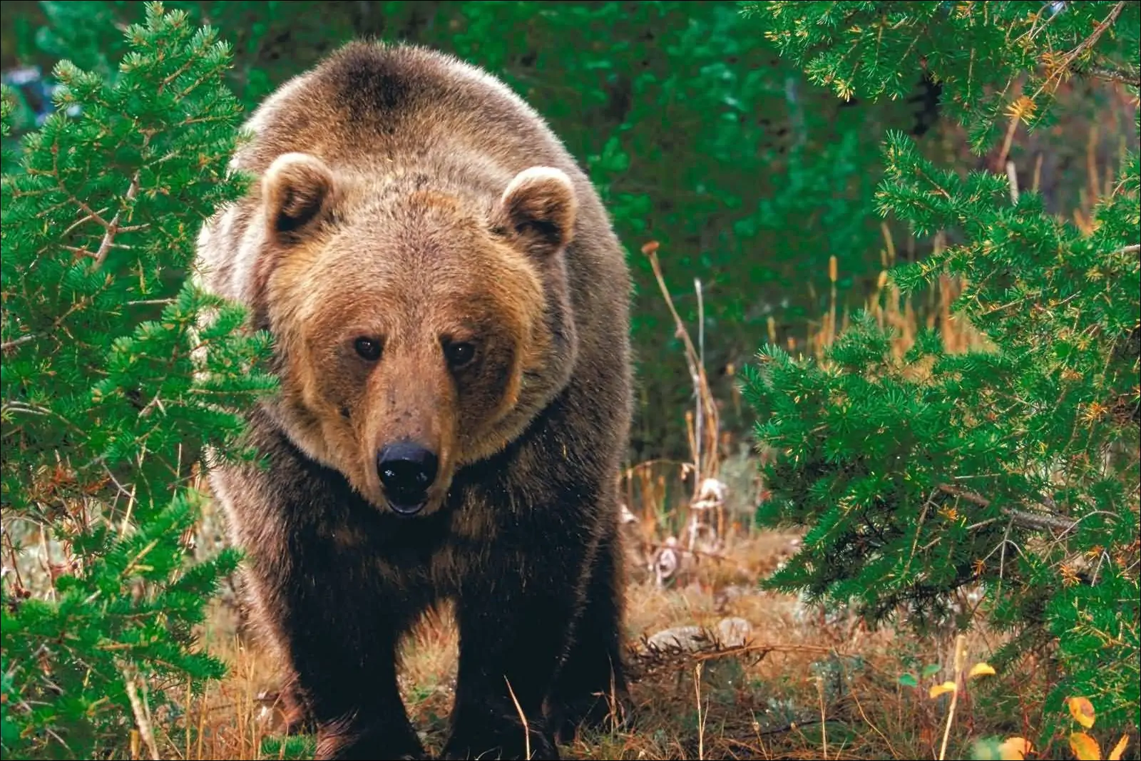 Медведь гризли символ штата Калифорния