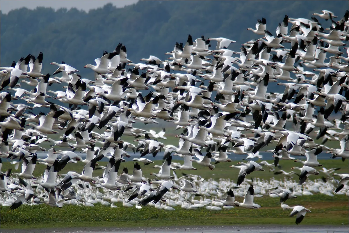 Белые гуси в заповеднике Бомбей-Хук