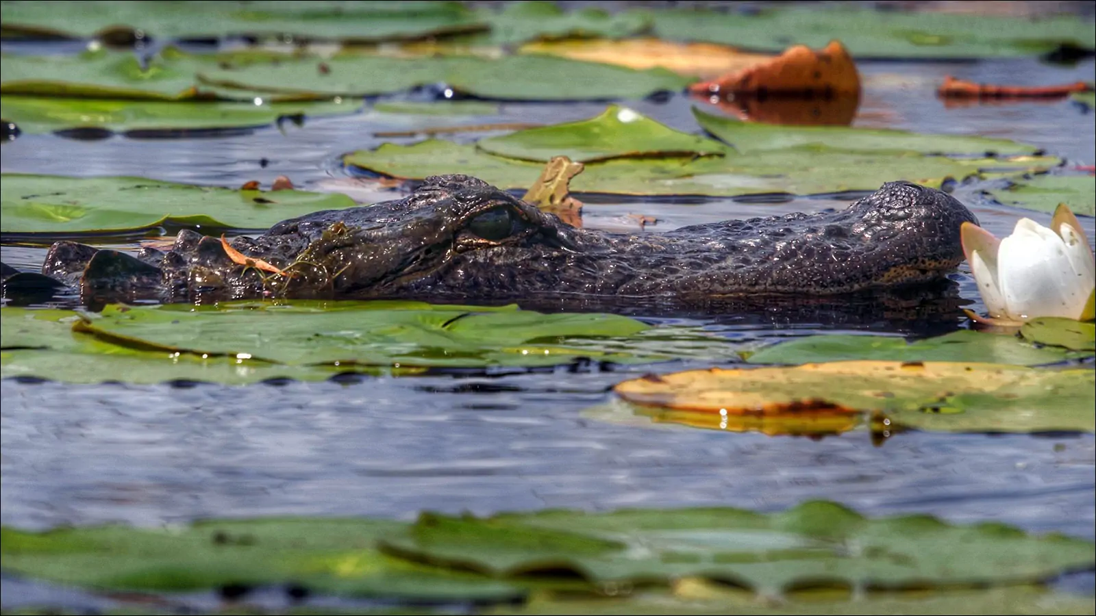Аллигатор на болоте Окефеноки в Джорджии