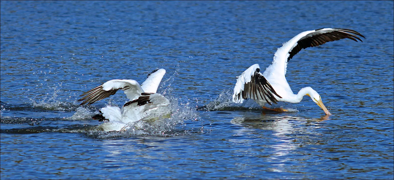 Пеликаны на озере Карлайл