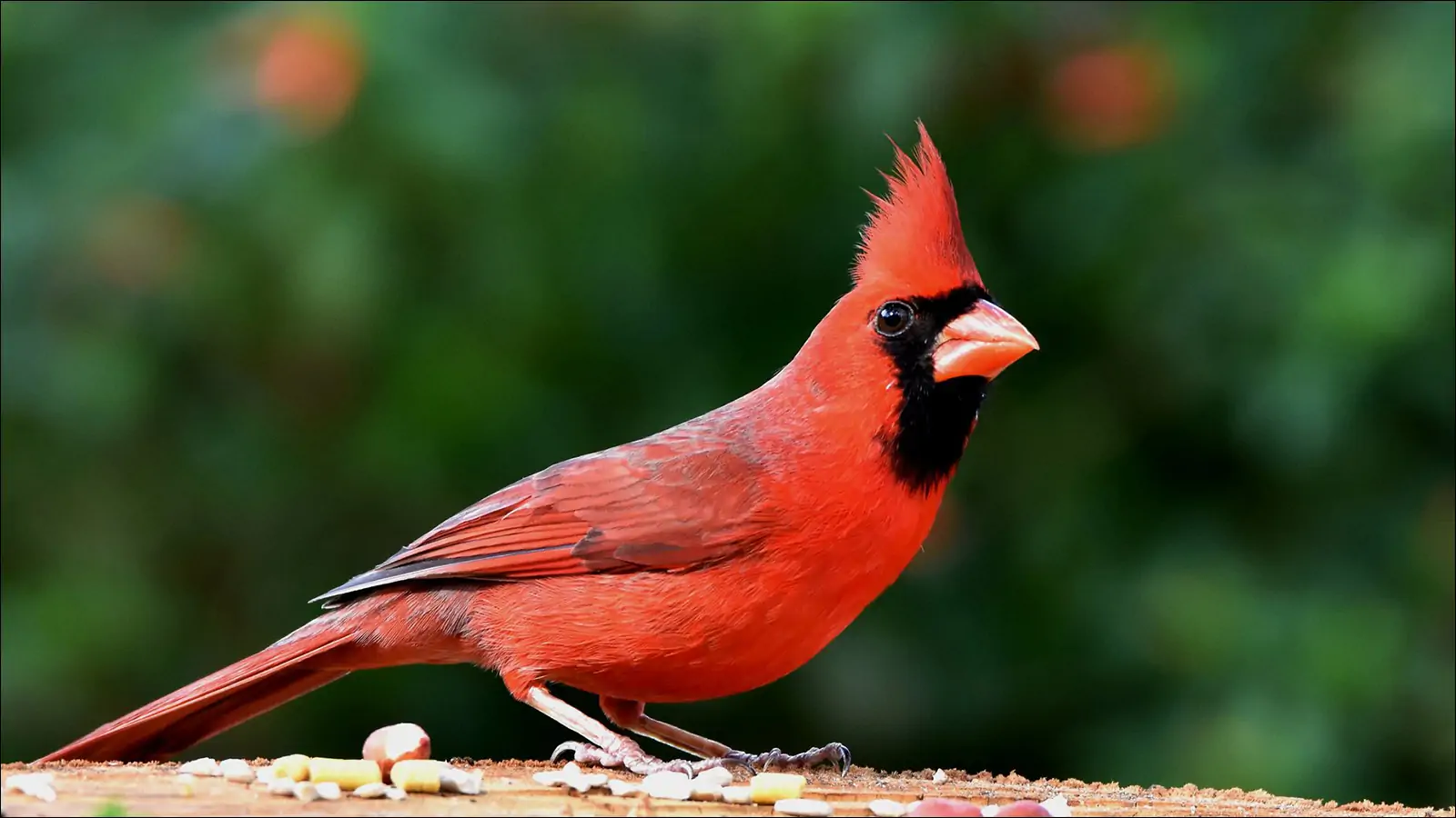 Красный кардинал символ штата Иллинойс