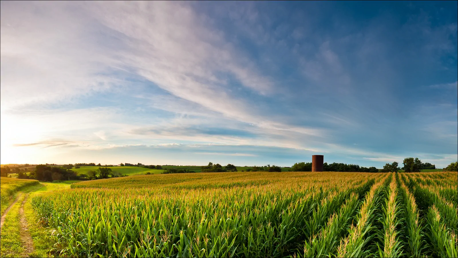 Кукурузное поле в Айове