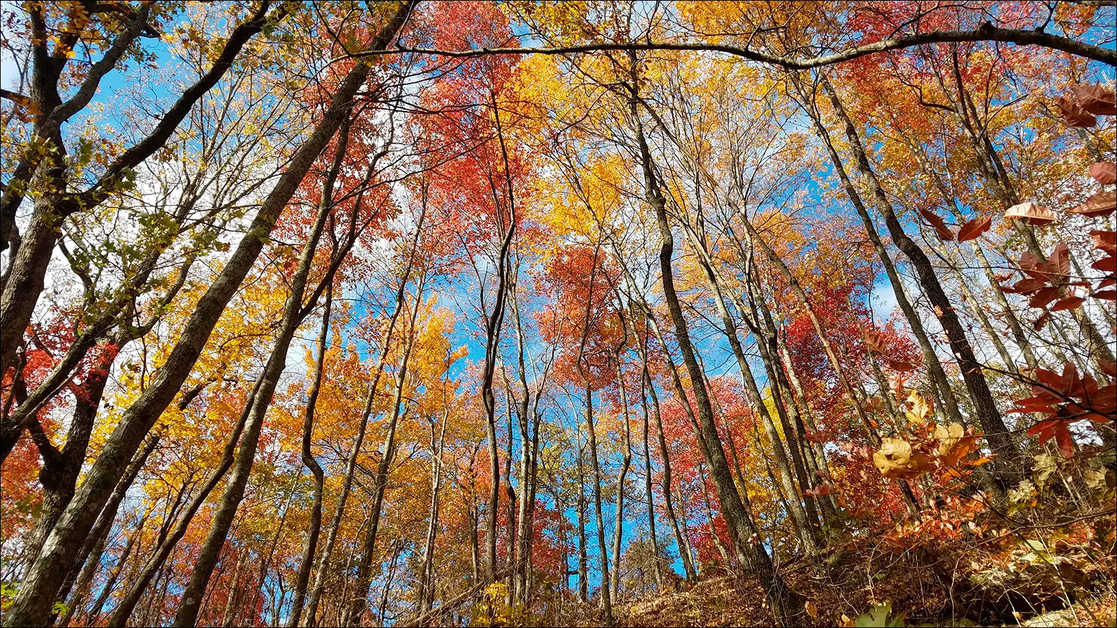 Осенью в лесах Кентукки