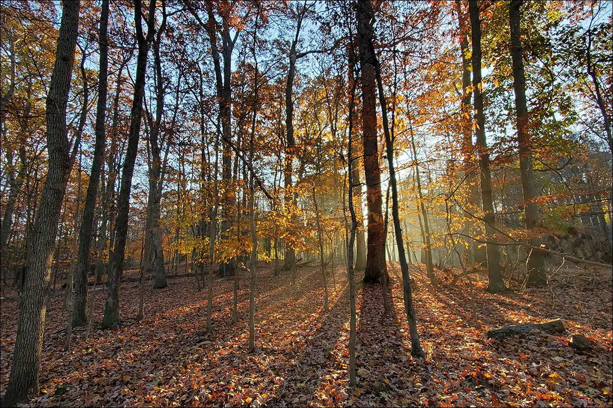 Осенью в лесах Мэриленда
