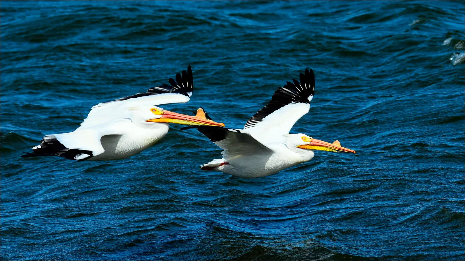 Белые пеликаны в заповеднике Чейз-Лейк