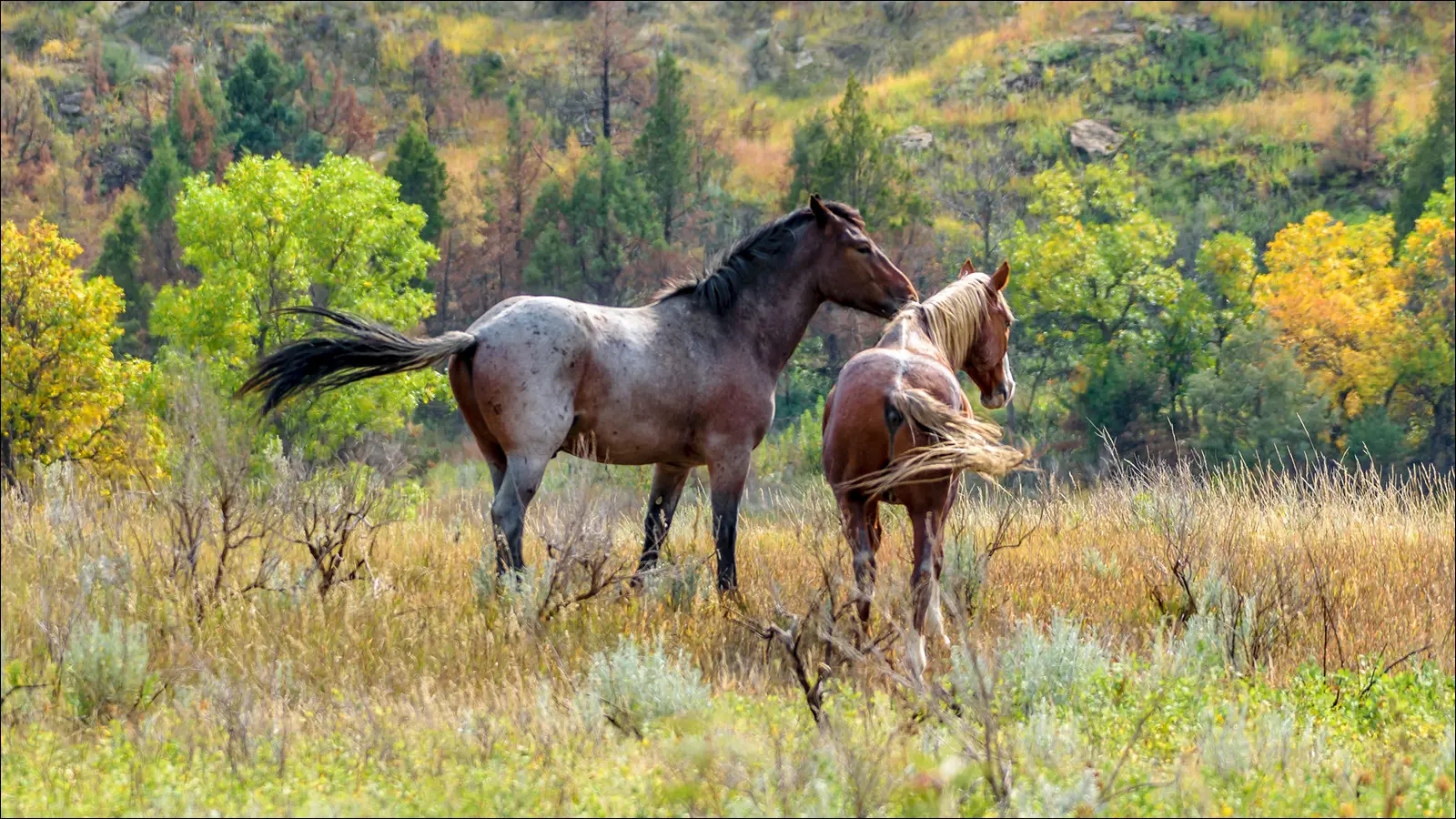 Дикие лошади в Национальном парке Теодора Рузвельта