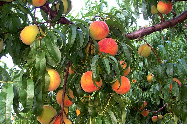 В персиковых садах Южной Каролины