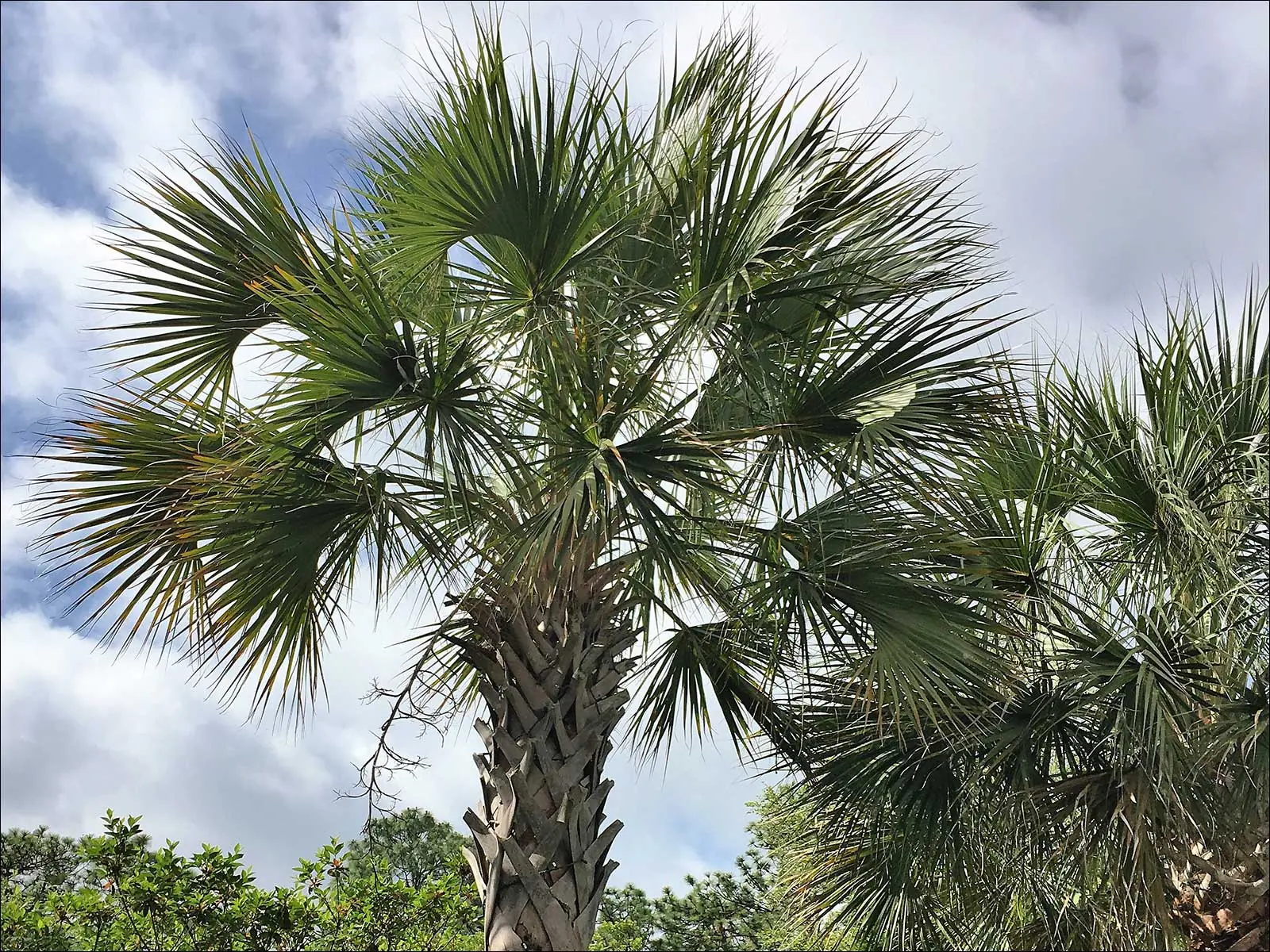 Сабаль пальмовидный символ штата Южная Каролина